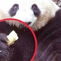 65歲老大媽餵投熊貓玉米芯，研究院「終身禁止」