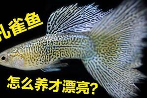 為什麼孔雀魚越養越難看？這2個原因，你都知道嗎？