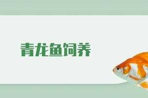 青龍魚的知識，你了解嗎？