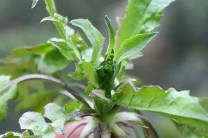 這5種野菜千萬別挖，可能會有中毒的危險，趕緊看看別亂吃！