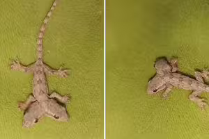 影/壁虎「長出2顆頭」!甩尾狂爬她嚇傻 內行揭殘酷真相 影/壁虎「長出2顆頭」!甩尾狂爬她嚇傻 內行揭殘酷真相