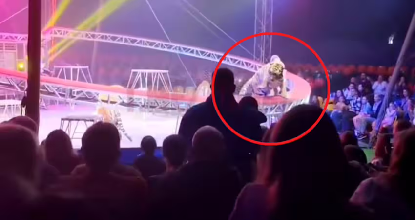 表演一半護欄倒塌!「老虎衝進觀眾席」全場嚇瘋 馬戲團團長回應了