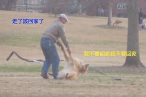 在公園玩了一天的黃金獵犬，該回家的時候竟然賴皮躺在地上不走