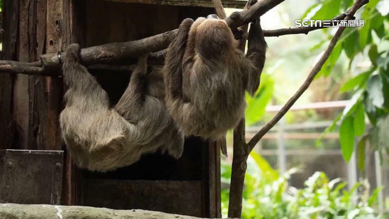 獨家／動物園「天降樹獺」砸人！遊客還原事發當下：沒想過是樹獺