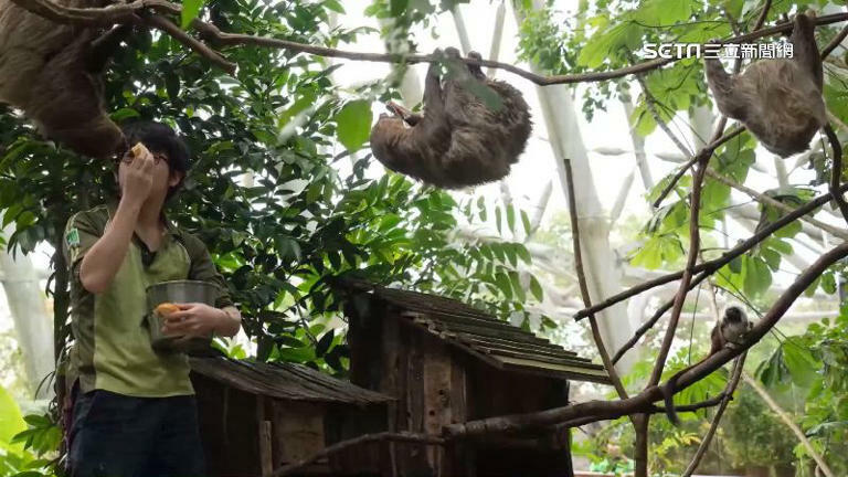 獨家／動物園「天降樹獺」砸人！遊客還原事發當下：沒想過是樹獺