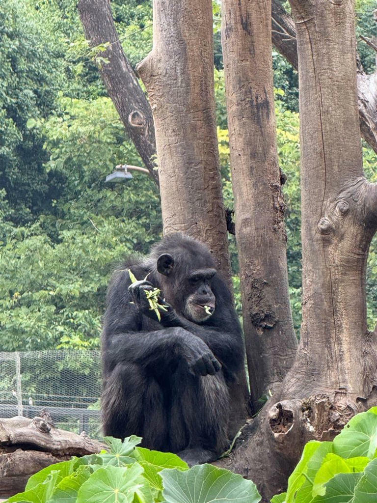 保育員於當下立刻將黑猩猩以食物引誘收入內舍，並將獼猴屍體帶走。（圖／翻攝自Threads 05_25_lai_tommy）