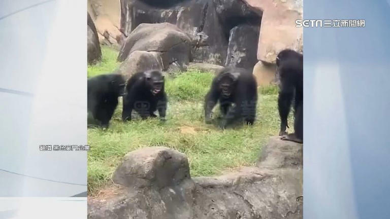 白鼻心誤闖猩猩園區，遭母猩摔死民眾看傻。（圖／翻攝自黑色豪門企業）