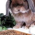 寵物食品中的絲蘭是什麼，有哪些功效？