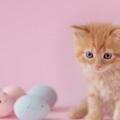 日本NHK電視台網站：科學探索貓咪的魅力