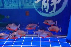 飼養觀賞魚平時魚缸最髒的一些地方都在哪裡？需要定期清理嗎？