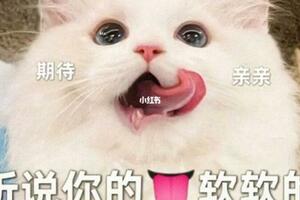 好評率高於90%，5種最值得飼養的貓咪，看過再決定不吃虧