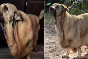 領養大狗「皮融化垂地上」 主人急查病因!獸醫全愣住 領養大狗「皮融化垂地上」 主人急查病因!獸醫全愣住