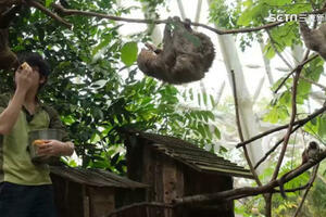 獨家／動物園「天降樹獺」砸人！遊客還原事發當下：沒想過是樹獺