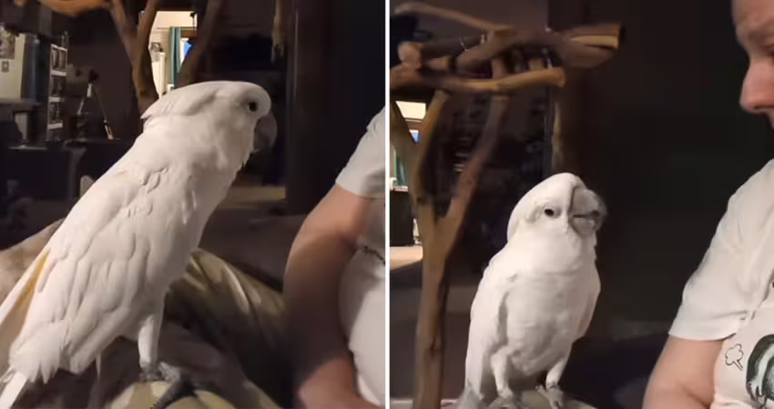 摯友貓咪過世!鸚鵡聽噩耗「突抬頭問1句」 主人瞬間落淚