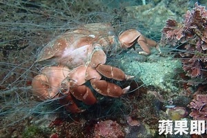 海底保特瓶多到塞爆籃球場　他一瓶瓶撿光