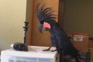 各種鸚鵡搞笑配樂！Dancing Parrot