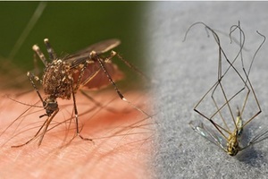 蚊子嗡嗡嗡好煩人！將這12個「防蚊妙招」學起來 保證蚊子馬上銷聲匿跡