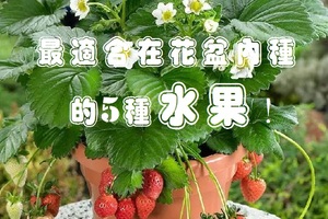 最適合在花盆內種的5種水果！你也養一盆吧