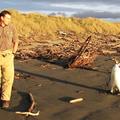 「南極企鵝」迷迷糊糊漂洋過海數千英里來到「紐西蘭」， 結果到岸後迷路了， 又熱又餓.....太熱了受不了，牠得找路回家！！ 