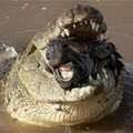 到野外尋找好素材的攝影師意外驚見，巨鱷的嘴中竄出一顆斑馬頭… 