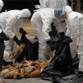 H5N6禽流感全台拉警報，專家叮嚀：「這4大類食物」最好不要吃！