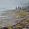 沙灘上散落許多奇怪的「黃色罐子」，卻引得附近居民瘋狂撿拾！原來那是....怪不得啦！