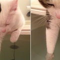 貓皇手伸進浴缸試水溫卻忽然不動了，最後才發現牠……喵星人的威嚴掃地啦！