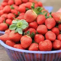 愛吃草莓的朋友要注意，看到「這種草莓」千萬不要買，現在知道不嫌晚，快點告訴家人吧！ 