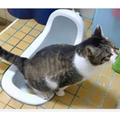 網友一直納悶家裡有人上廁所不衝，直到有天才抓到原來是自家10歲的貓 
