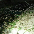 農民稻田裡養「它」晚上眼睛會發光，除蟲收益雙豐收！ 
