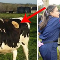 農夫在乳牛身上「開洞還伸手進去」被痛罵殘忍！但當他們說出「背後原因」卻被網友讚到爆了！ 