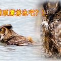貓頭鷹避開獵鷹掉進了湖裡，影片被萬人瘋傳，牠游泳的姿勢生物學家都沒見過！