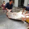 男子捕獲「罕見魚王」，居然開價110萬。。。沒想到魚肚子裡的這種「東西」價格堪比黃金！