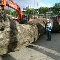 新北市怪手施工時竟挖出30公尺高「千年神木」！一聽到它的「價值」竟...建商開心到頭昏了！