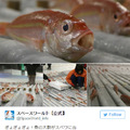 日本遊樂園在溜冰場「埋5000隻死魚」稱世界首見，但恐怖血水畫面讓網友崩潰喊：「腦殘嗎？！」