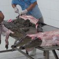 「名牌包鱷魚屠宰場」血腥殘忍宰殺「畫面」，原來鱷魚包是這麼來的，鱷魚慘遭「砍頭剝皮」痛到死掉！看完妳還要買嗎?