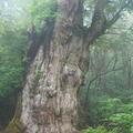 震驚！百年柳樹遭雷擊，樹內十多米大蛇被劈死，原來竟然是因為一婦人....！！ 