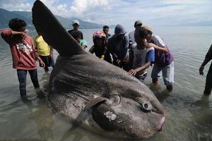 海岸上出現一隻「巨大的怪魚」，引來了很多人圍觀，調查後竟然發現牠是······