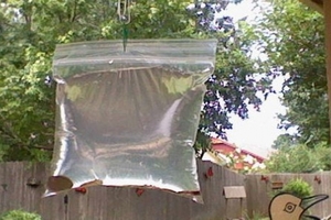 阿公把銅板放在「裝滿水的透明袋子」掛在後院，沒想到奇跡發生了！ 