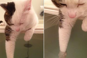 貓皇手伸進浴缸試水溫卻忽然不動了，最後才發現牠……喵星人的威嚴掃地啦！