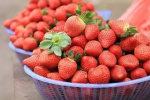 愛吃草莓的朋友要注意，看到「這種草莓」千萬不要買，現在知道不嫌晚，快點告訴家人吧！ 