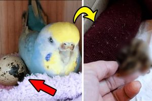 他分了一顆從「超市買的鵪鶉蛋」 給家養的鸚鵡，牠竟然很認真的在孵蛋，沒想到之後發生了「超神奇的事」 ！