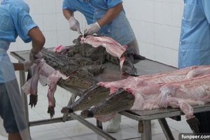 「名牌包鱷魚屠宰場」血腥殘忍宰殺「畫面」，原來鱷魚包是這麼來的，鱷魚慘遭「砍頭剝皮」痛到死掉！看完妳還要買嗎?