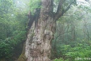 震驚！百年柳樹遭雷擊，樹內十多米大蛇被劈死，原來竟然是因為一婦人....！！ 