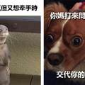 22只代表了你的人生百態的「超爆笑貼切動物情況」。#4我確定就是你！