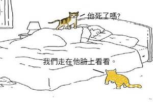 10張「如果動物會說話」的幽默漫畫，才看第一張我就笑瘋啦XDD