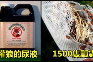 15個「能夠在網上買到」的超荒唐商品，看完後只想問，這些東西真的會有人買嗎...