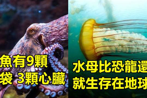 15個證明上帝在創造生物時 真的很瘋狂的超驚奇冷知識！