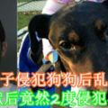 紐約男子侵犯狗狗後亂棍打死出獄後竟然2度侵犯馬只