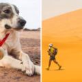 超猛狗狗參加沙漠馬拉松　「跑200公裡」最後成績讓參賽者也驚呼好厲害
